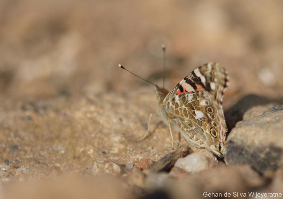 Vanessa cardui Linnaeus, 1761